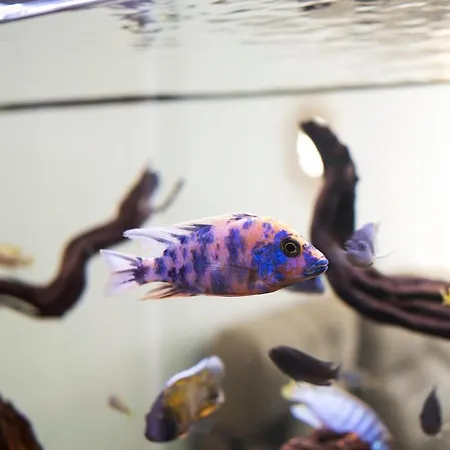 Acuario