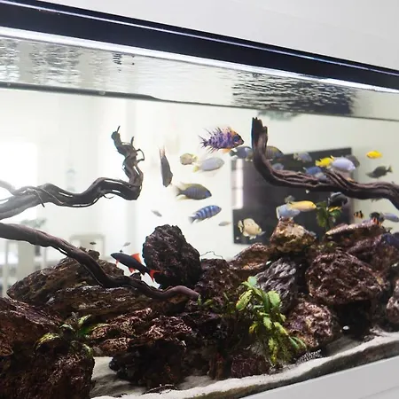 Acuario Apartman